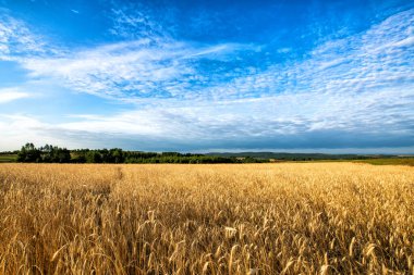 Yaz tarlalarında güzel bulutlu gökyüzü