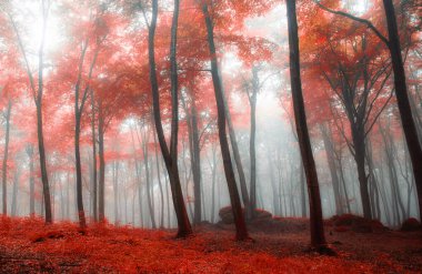 Kızıl Ormanda sisli bir sabah