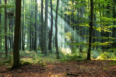 Yeşil ormanda güneşli bir sabah