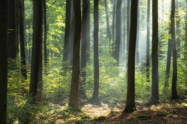 Yeşil ormanda güneşli bir sabah