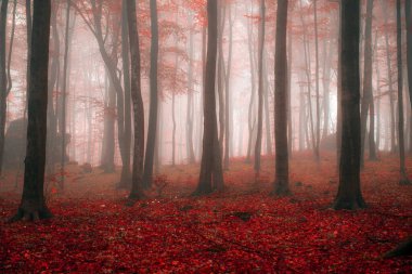 Kızıl Ormanda sisli bir sabah
