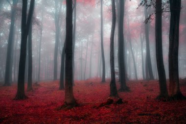 Sonbahar ormanında sisli bir sabah