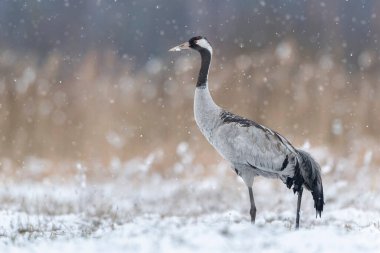Yaygın vinç (Grus grus) kuşu