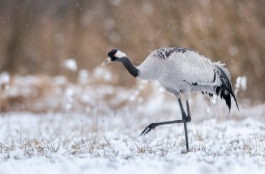 Yaygın vinç (Grus grus) kuşu
