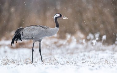 Yaygın vinç (Grus grus) kuşu