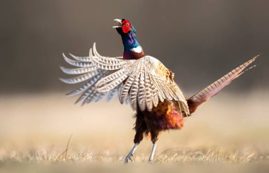 Halka yakalı Sülün (Phasianus colchicus) erkek 