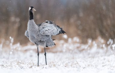Yaygın vinç (Grus grus) kuşu