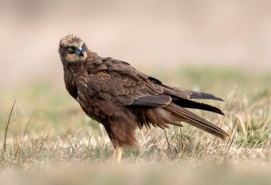 Batı Bataklık Gemisi (Circus aeruginosus) - dişi