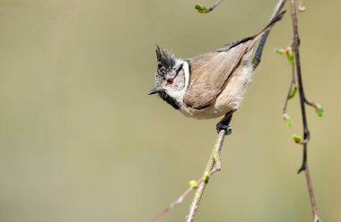 Crested tit (Lophophanes cristatus) close up 