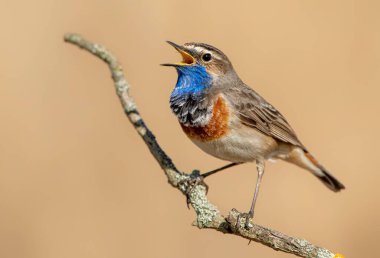 Sazlıkta oturan mavi boğazlı kuş (Luscinia svecica )