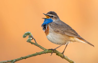 Sazlıkta oturan mavi boğazlı kuş (Luscinia svecica )