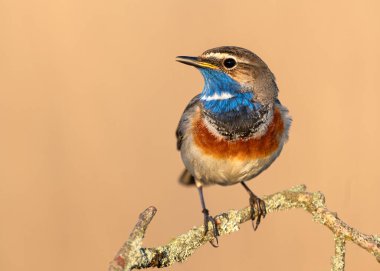 Sazlıkta oturan mavi boğazlı kuş (Luscinia svecica )