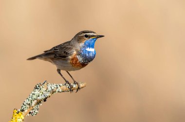 Sazlıkta oturan mavi boğazlı kuş (Luscinia svecica )