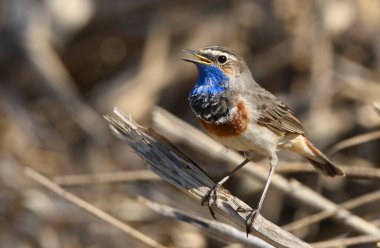 Sazlıkta oturan mavi boğazlı kuş (Luscinia svecica )