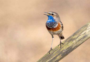 Bluethroat kuşu kapat (Luscinia svecica )