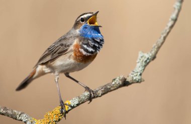 Bluethroat kuşu kapat (Luscinia svecica )