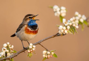 Bluethroat kuşu kapat (Luscinia svecica )
