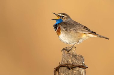 Bluethroat kuşu kapat (Luscinia svecica )