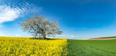 Çiçekli kiraz ağacı ve tecavüz tarlasıyla güzel bir bahar manzarası.