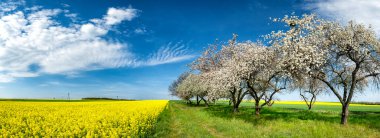 Çiçek açan meyve bahçesi ve tecavüz tarlasıyla güzel bir bahar manzarası