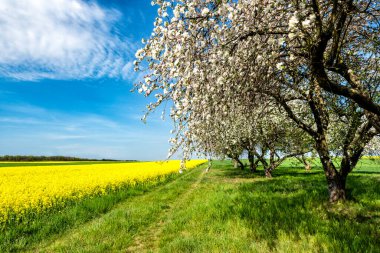 Çiçek açan meyve bahçesi ve tecavüz tarlasıyla güzel bir bahar manzarası