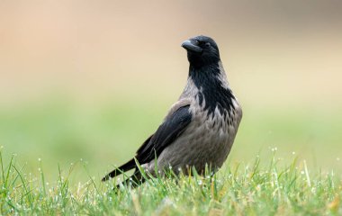 Kapüşonlu karga (Corvus corone) kapat