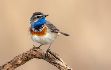Bluethroat kuşu kapat (Luscinia svecica )