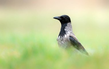 Kapüşonlu karga (Corvus corone) kapat