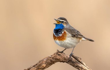 Bluethroat kuşu kapat (Luscinia svecica )