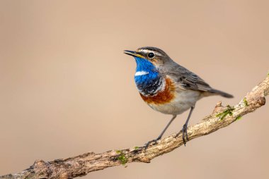 Bluethroat kuşu kapat (Luscinia svecica )