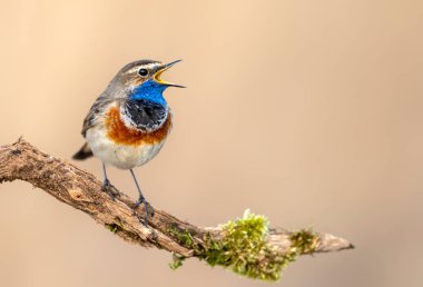 Bluethroat kuşu kapat (Luscinia svecica )
