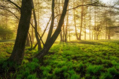 Ormanda güzel sisli bir sabah