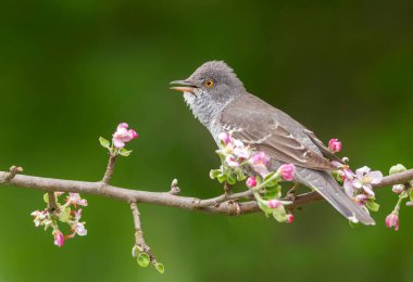 Engellenmiş ötleğen (Sylvia nisoria) kapat