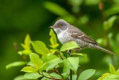 Engellenmiş ötleğen (Sylvia nisoria) kapat