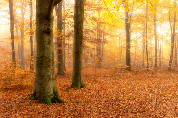Prachtige Herfstochtend Het Bos — Stockfoto