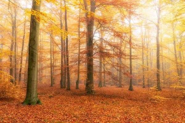 Belle Matinée Automne Dans Forêt — Photo