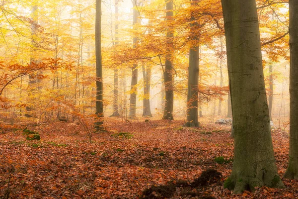 Krásné Podzimní Ráno Lese — Stock fotografie