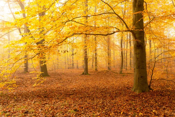 森の中の美しい秋の朝 — ストック写真
