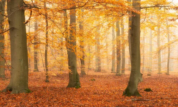 Ormanda güzel bir sonbahar sabahı