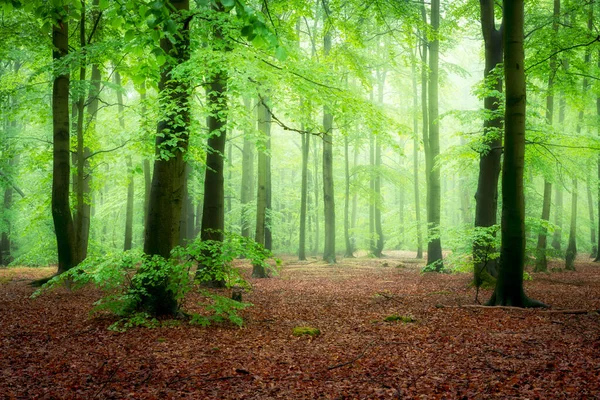 Beautiful Foggy Morning Green Forest — Stock Photo, Image