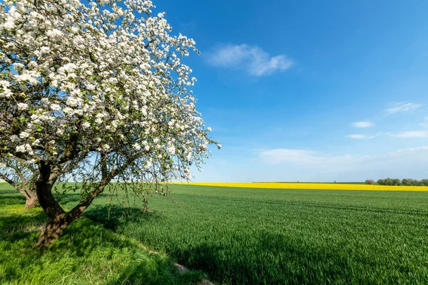 Wiosenny Sad Przeciwko Błękitnemu Niebu — Zdjęcie stockowe