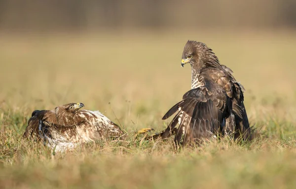 Běžný Krkavec Buteo Buteo Boji — Stock fotografie