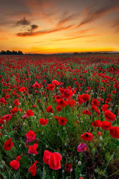 Beau Lever Soleil Sur Champ Coquelicots Rouges — Photo