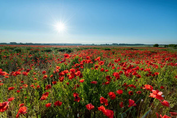 Belle Matinée Été Sur Champ Pavot — Photo