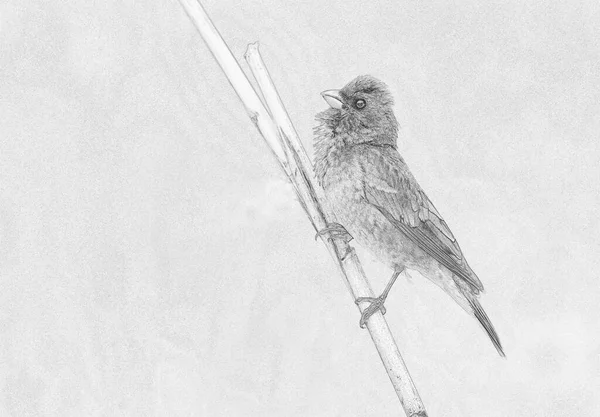 Genel gül ağacı (carpodacus erythrinus) - çizim