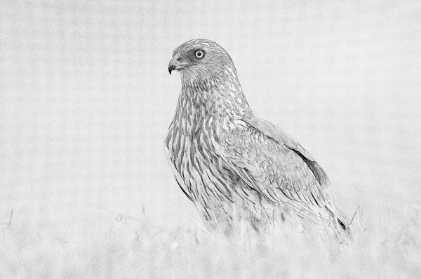 Western Marsh Harrier Circus Aeruginosus Αρσενικό Σκίτσο — Φωτογραφία Αρχείου