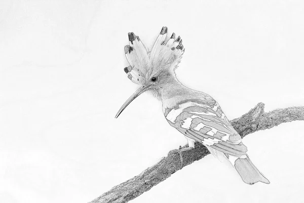 Pássaro Capuz Eurasiático Perto Épocas Upupa Esboço — Fotografia de Stock