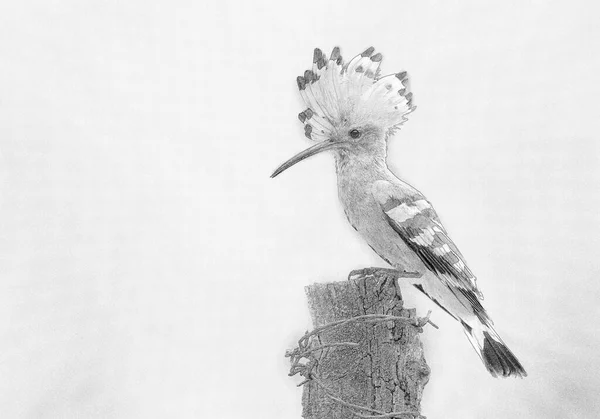 Eurasiatiska Hoopoe Fågel Närbild Upupa Epops Skiss — Stockfoto