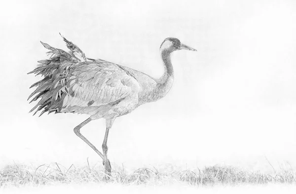 Yaygın Vinç Grus Grus Kuşu Çizim — Stok fotoğraf