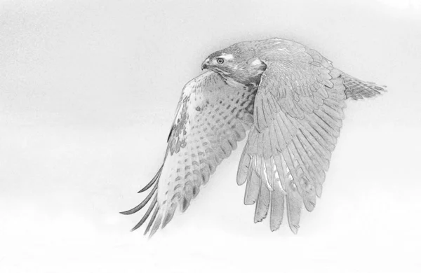 Common Buzzard Buzzard Flight Sketch — стоковое фото